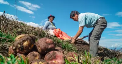 Sector agrario sigue creciendo.