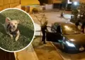 Delincuentes agredieron a mujer y le robaron su auto y mascota en SMP: Vctima logr recuperar a su perrito