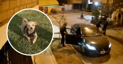 Roban auto y perrito a mujer en SMP.