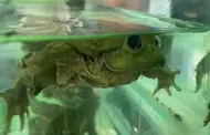 Arequipa: Autoridades incautan ranas del Titicaca ofrecidas como bebida medicinal en feria