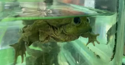 Autoridades incautan ranas del Titicaca