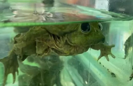 Autoridades incautan ranas del Titicaca