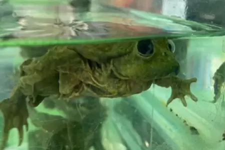 Autoridades incautan ranas del Titicaca