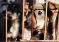 SJL: Denuncian que vecina mantiene ms de 20 perritos encerrados en psimas condiciones