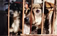 SJL: Denuncian que vecina mantiene ms de 20 perritos encerrados en psimas condiciones