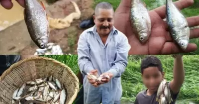 Lluvia de peces en Yoro
