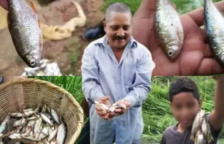 Lluvia de peces en Yoro