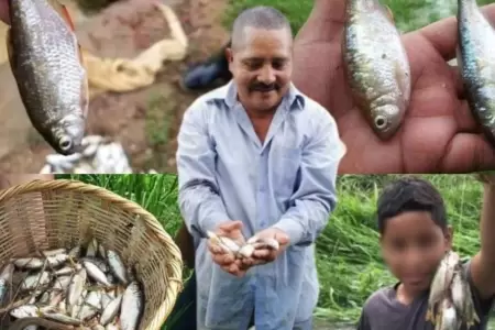 Lluvia de peces en Yoro