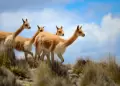 Luchan contra la caza furtiva de vicuñas con patrullajes coordinados en Ayacucho y Arequipa