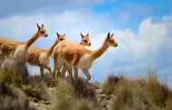 Luchan contra la caza furtiva de vicuas con patrullajes coordinados en Ayacucho y Arequipa