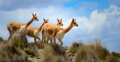Luchan contra la caza furtiva de vicuñas