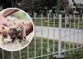 Indignacin en San Luis: Vecinos denunciaron un envenenamiento masivo de gatitos cerca a parque