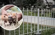 Indignacin en San Luis: Vecinos denunciaron un envenenamiento masivo de gatitos cerca a parque