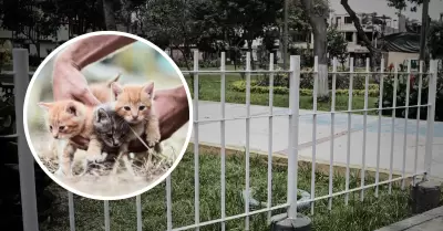 Denuncian envenenamiento masivo de gatitos en San Luis.