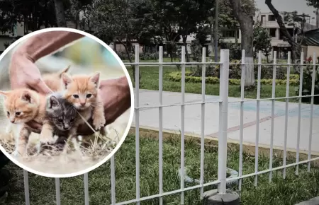 Denuncian envenenamiento masivo de gatitos en San Luis.