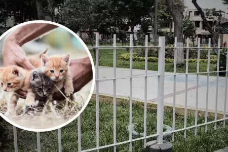 Denuncian envenenamiento masivo de gatitos en San Luis.