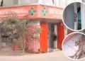 Carabayllo: Detonan granada en farmacia tras negarse a pagar S/ 30 mil a extorsionadores