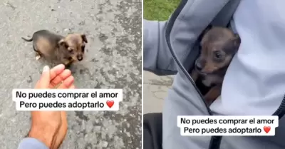 Motociclista adopta a perrito abandonado en carretera