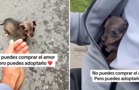 Motociclista adopta a perrito abandonado en carretera