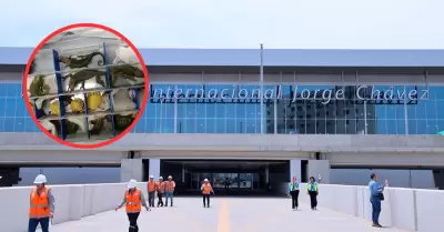 Aeropuerto Jorge Chávez contará con equipos para luchar contra tráfico de fauna.
