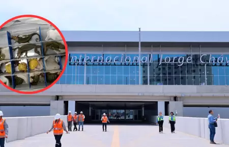 Aeropuerto Jorge Chávez contará con equipos para luchar contra tráfico de fauna.