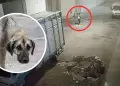 Crueldad animal en Villa El Salvador: Sujeto es acusado de envenenar a 14 perritos en la va pblica