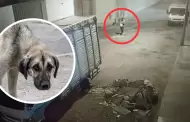 Crueldad animal en Villa El Salvador: Sujeto es acusado de envenenar a 14 perritos en la va pblica