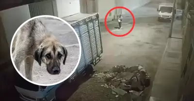 Catorce perros fueron envenenados en VES.