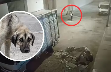Catorce perros fueron envenenados en VES.