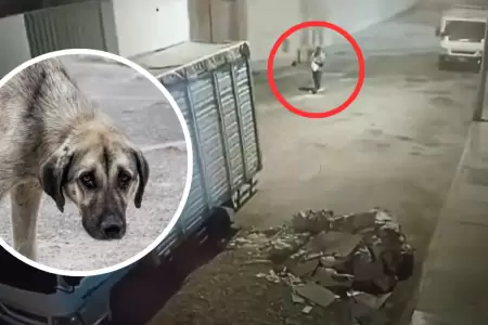 Catorce perros fueron envenenados en VES.