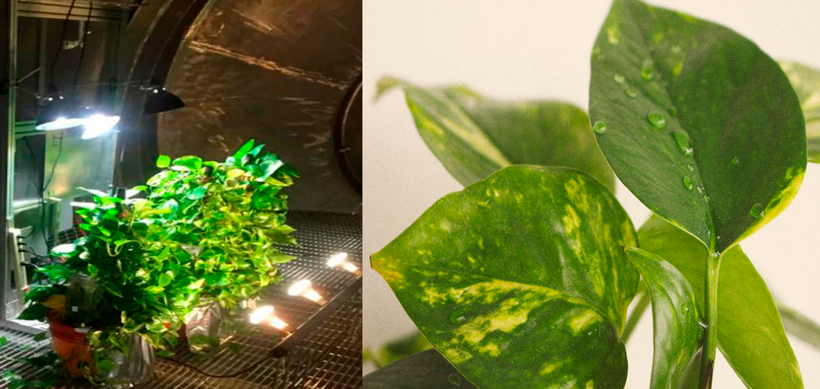 Epipremnum aureum, 'potus', elimina 73% de sustancias cancergenas del aire.