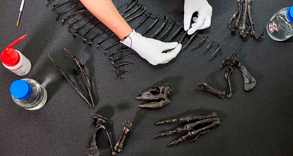 Esqueleto montado del Enigmacursor antes de su exhibicin en el Museo de Historia Natural de Londres.