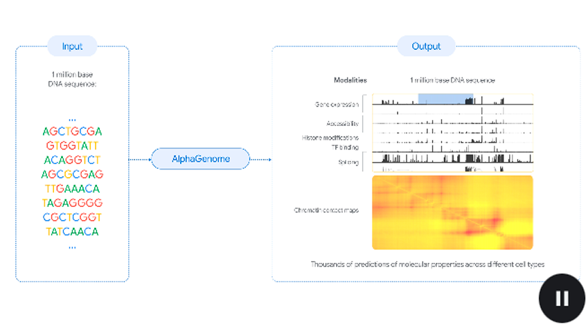 AlphaGenome: IA para comprender mejor el genoma.