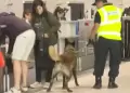 Nuevo aeropuerto Jorge Chávez: SUNAT refuerza seguridad en el terminal con perros entrenados