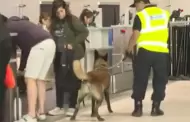 Nuevo aeropuerto Jorge Chvez: SUNAT refuerza seguridad en el terminal con perros entrenados