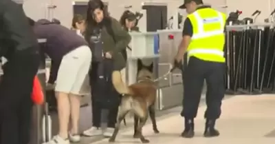Perros entrenados de SUNAT custodian el Jorge Chávez.