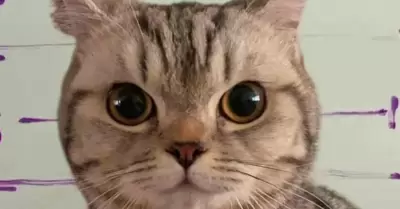 Gatita es "arrestada" tras morder a policas