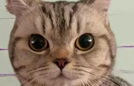 Gatita es "arrestada" tras morder a policías