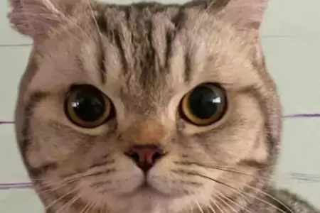 Gatita es "arrestada" tras morder a policas