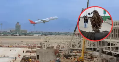 Halcón y gavilanes protegen cielo del aeropuerto Jorge Chávez.