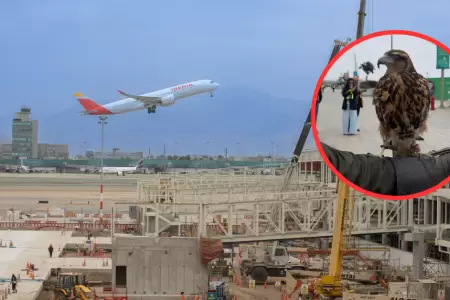 Halcn y gavilanes protegen cielo del aeropuerto Jorge Chvez.