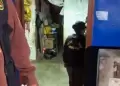 SJL: PNP logra la captura de clan familiar implicado en el ataque a unidad de la empresa 'Urbanito'