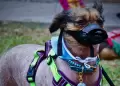 El perro peruano sin pelo cumple 40 años como raza oficialmente reconocida en el país