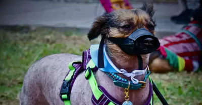 Perro peruano