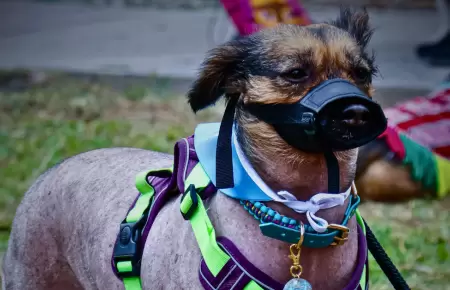 Perro peruano