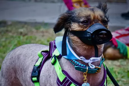 Perro peruano