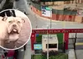Crueldad animal en SJM: Vecinos denuncian envenenamiento masivo de perros en zona residencial