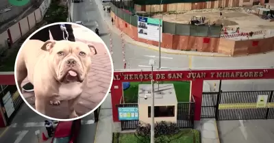 Denuncian envenenamiento de perros en SJM.