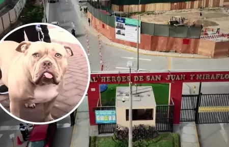 Denuncian envenenamiento de perros en SJM.