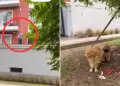 Vecino de San Isidro arroja agua a ciudadano que paseaba perritos en un parque aledao a su casa
